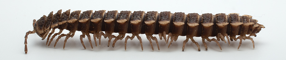 Millipedes of the order Polydesmida